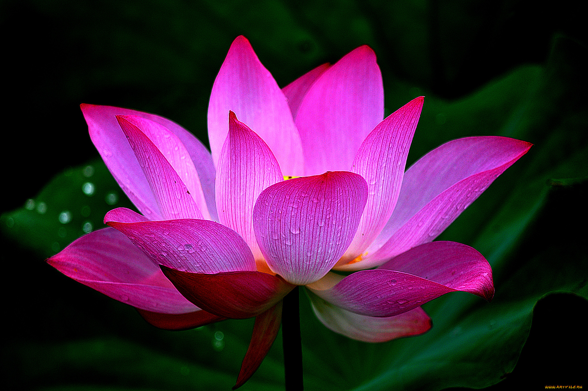 lotus, ,  ,  ,  , 